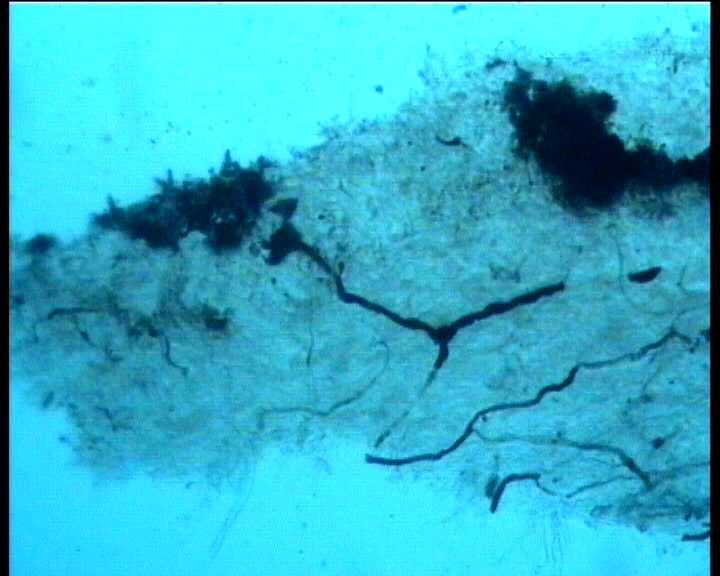 Hydropus atramentosus (Kalchbr.) Kotl. & Pouz.
